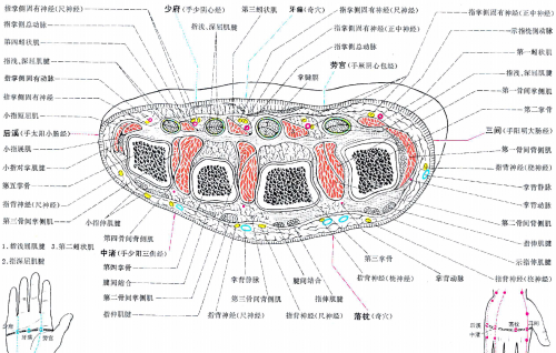 Coupe transversale passant par 8MC 8C 3IG 3TR et Wailaogong - Yan Zhenguo 2002
